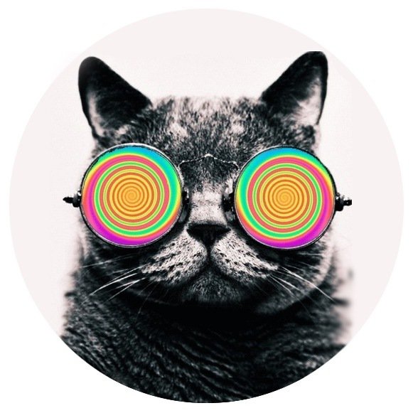 Кот в очках - кошки, кот - оригинал