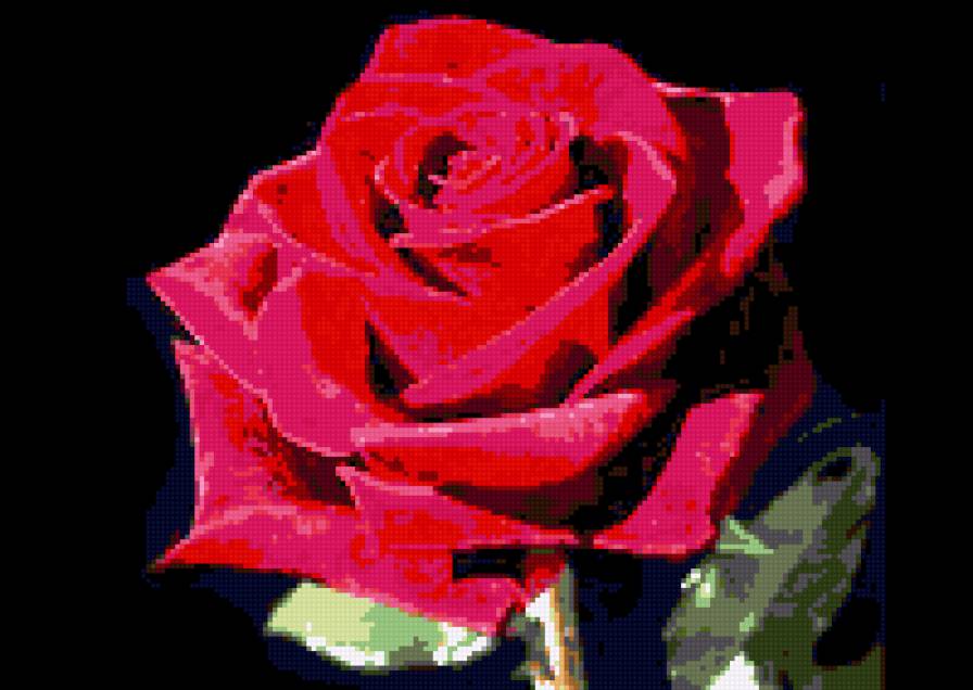 красная роза - красная роза - предпросмотр