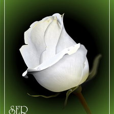 Оригинал схемы вышивки «белая роза» (№312743)