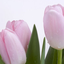 Схема вышивки «розовый тюльпан»