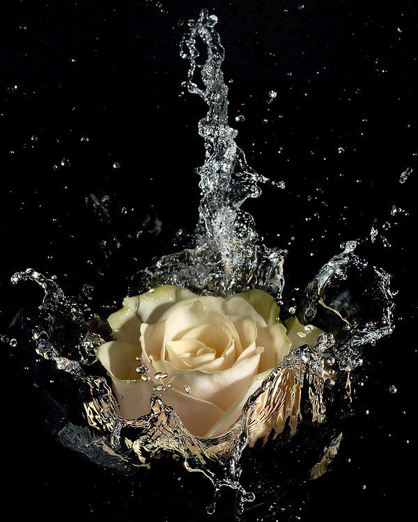 роза в воде - роза в воде - оригинал