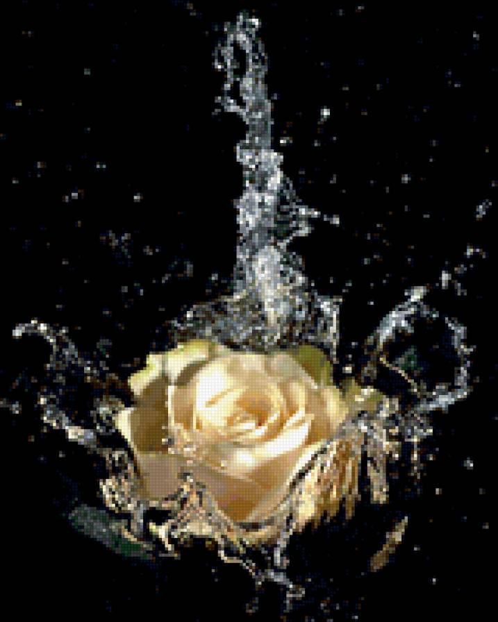 роза в воде - роза в воде - предпросмотр