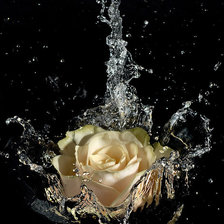 Оригинал схемы вышивки «роза в воде» (№314997)