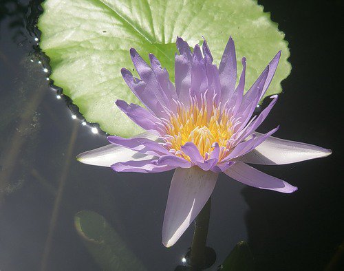нимфея - цветы, лилии, озеро - оригинал