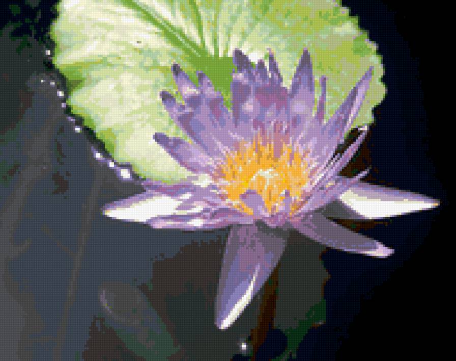 нимфея - цветы, озеро, лилии - предпросмотр