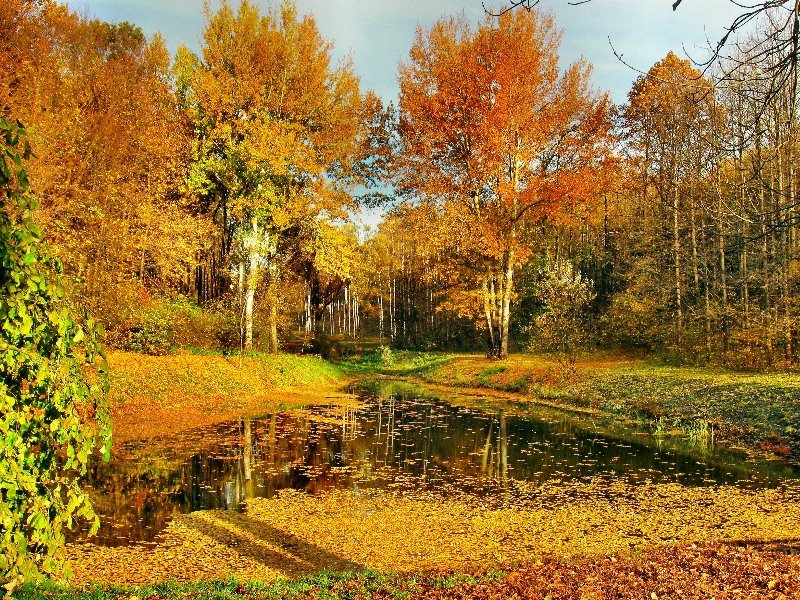 осень - деревья, природа, осень, . пруд - оригинал
