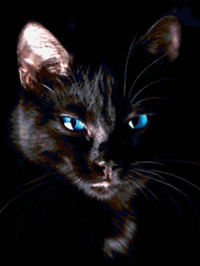 Синеглазая красавица - кошка - предпросмотр