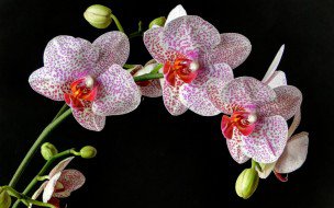 орхідея - квіти, орхідея - оригинал