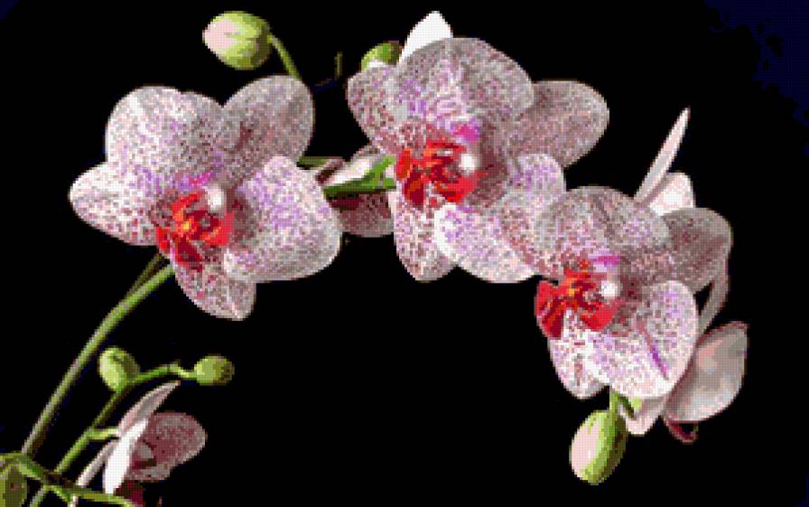 орхідея - квіти, орхідея - предпросмотр