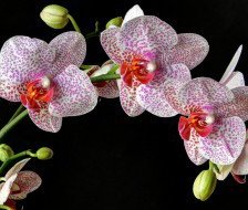 Схема вышивки «орхідея»