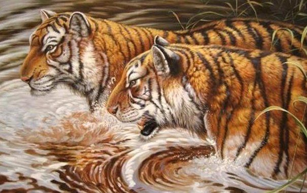 тигры - кошка, животные, тигр - оригинал