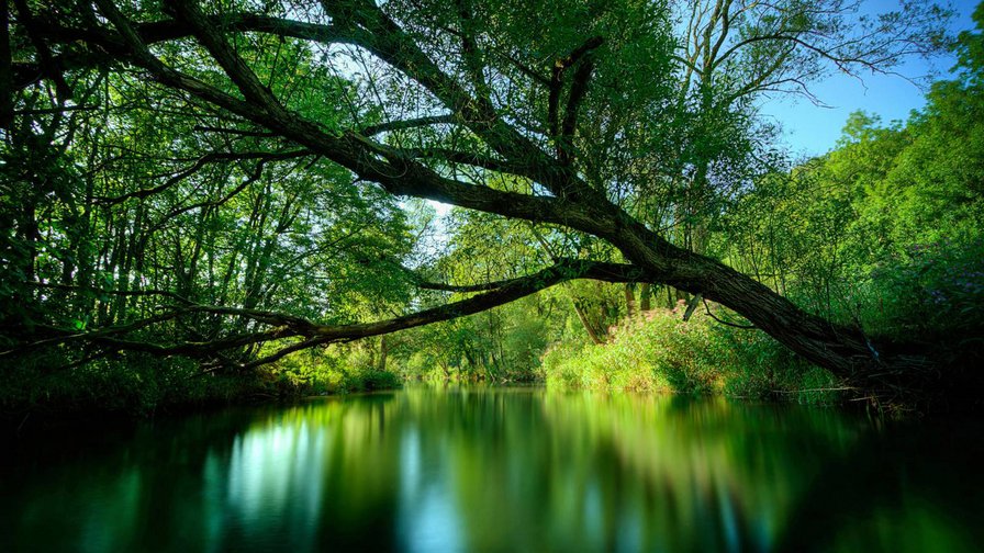природа - природа, река, деревья, вода - оригинал