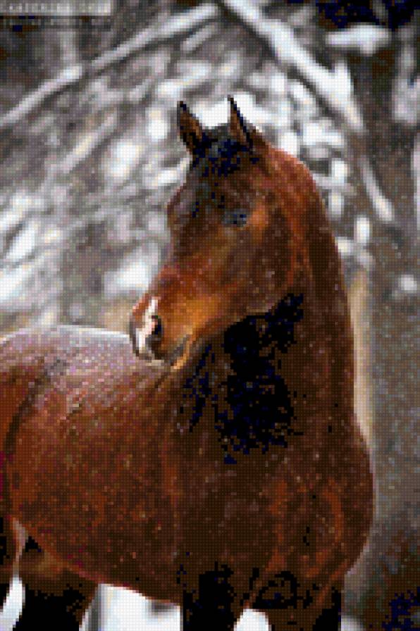 лошадка - зима, животные, природа, лошадь - предпросмотр