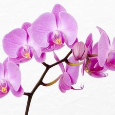 Оригинал схемы вышивки «орхидея» (№317138)