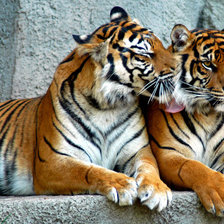 Тигриная семья