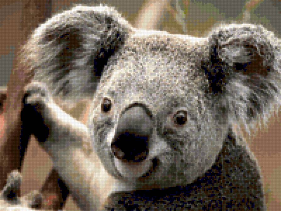 коала - предпросмотр