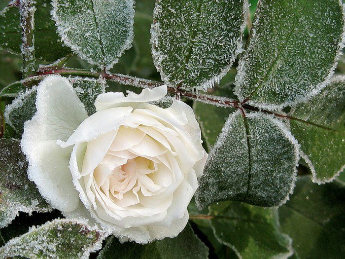 Белая роза - оригинал