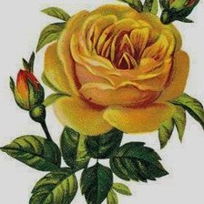 Оригинал схемы вышивки «Роза желтая» (№317492)