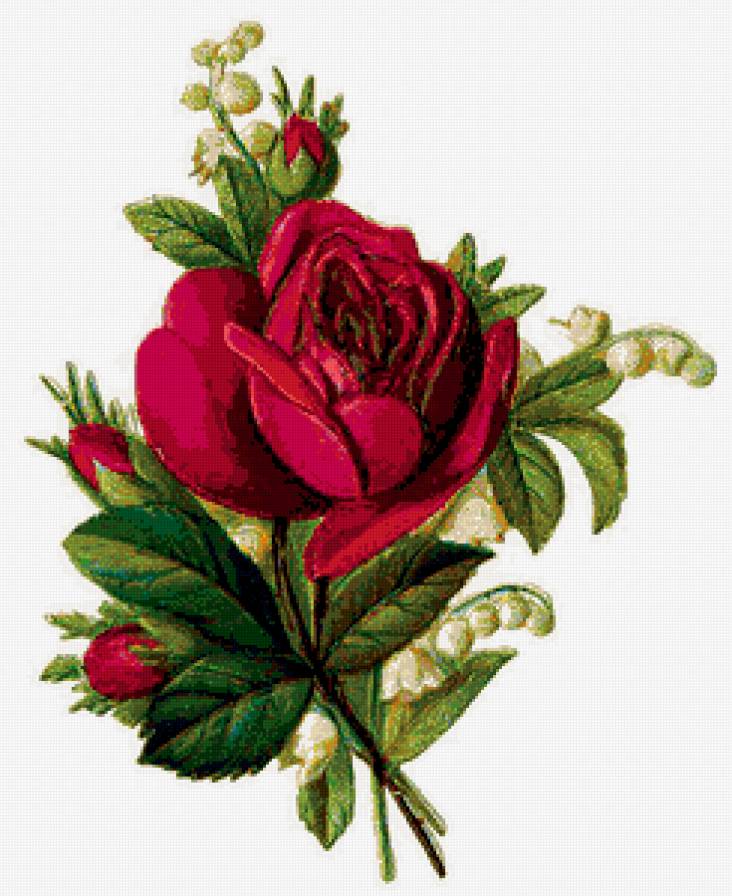 Роза - роза, цветок для тебя - предпросмотр