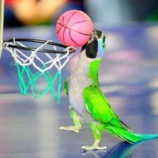 попугай и баскет