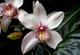 орхідея - орхідея, квіти - оригинал