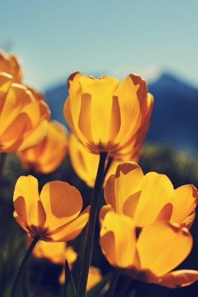№317793 - природа, желтый, цветы, тюльпаны, картина - оригинал