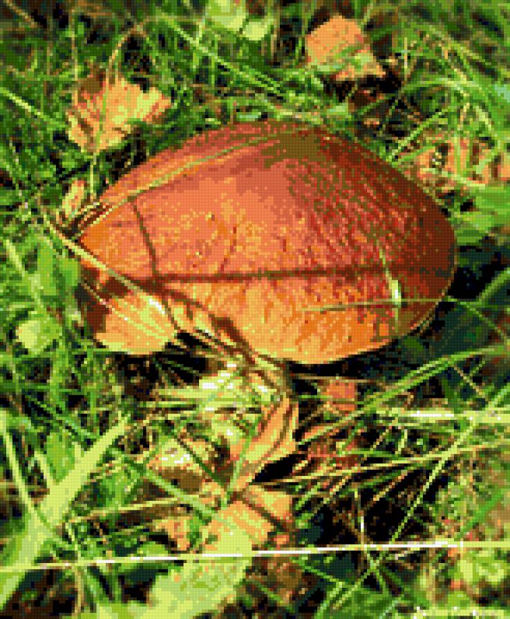 №317881 - природа, грибы - предпросмотр
