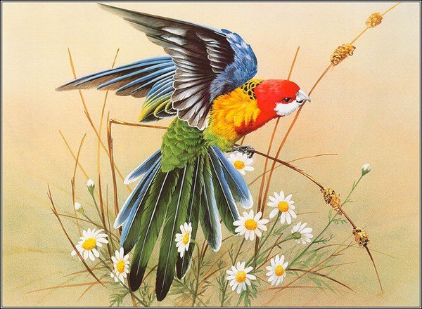 Какаду - южная америка, птицы, попугай, природа - оригинал