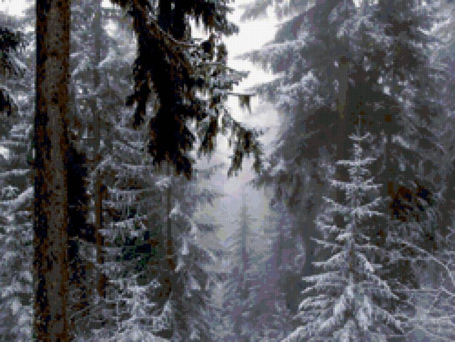 Зима в лесу - снег, зима, природа, лес - предпросмотр
