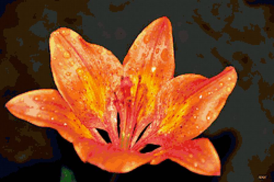 лилия - лилии, цветок, капли, цветы - предпросмотр
