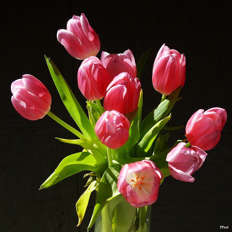тюльпаны - букет, цветы, на черном, тюльпаны - оригинал