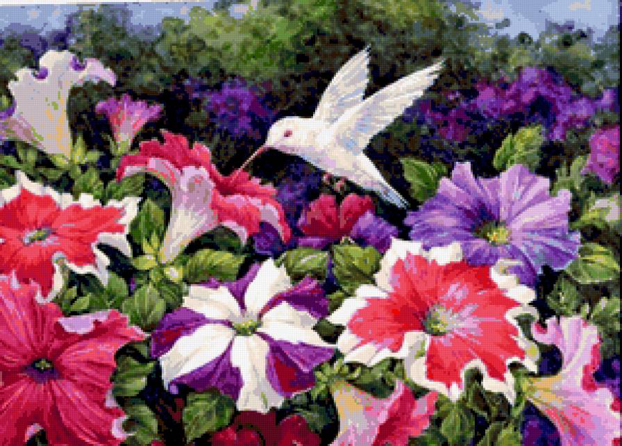 Колибри и петуния - природа, колибри, птицы, петуния, райские птички, цветы - предпросмотр
