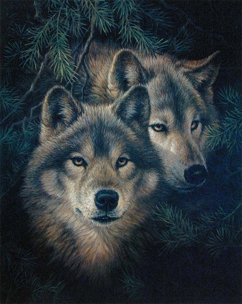 волки - лес, природа, волк, животные, собака - оригинал