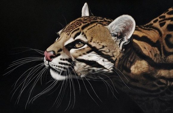 леопард - кошка, животные, тигр, кот - оригинал