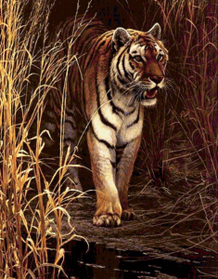 тигр - африка, животные, кошка - предпросмотр