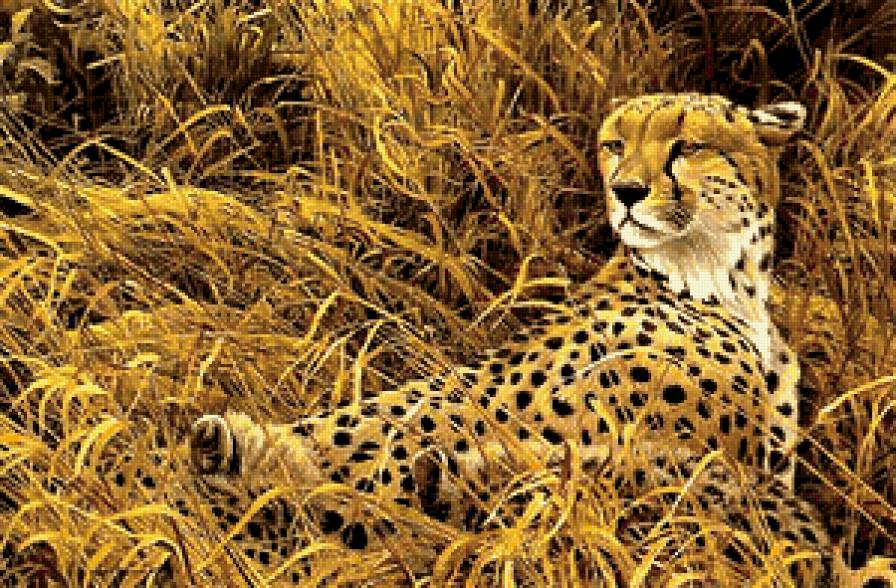 леопард - тигр, африка, кошка, животные - предпросмотр