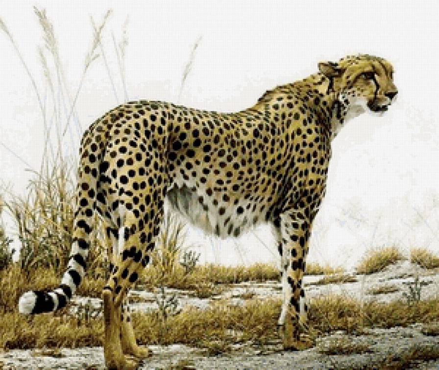 леопард - животные, кошка, африка, природа - предпросмотр