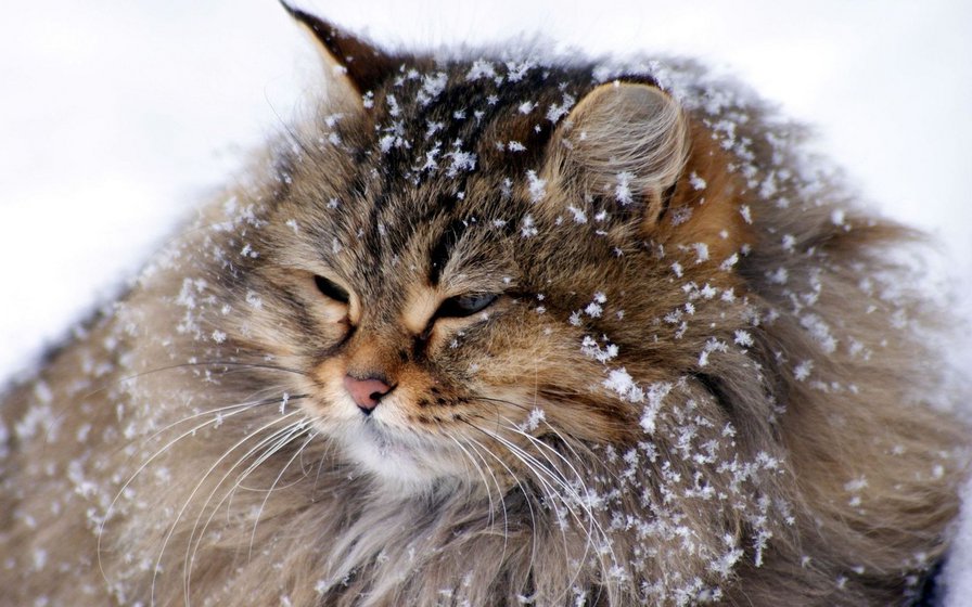 кошка в снегу - зима, кошка, животные - оригинал