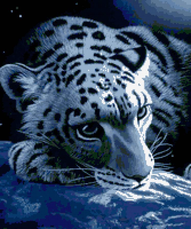 котэ - леопард, ночь, звери, кошки - предпросмотр