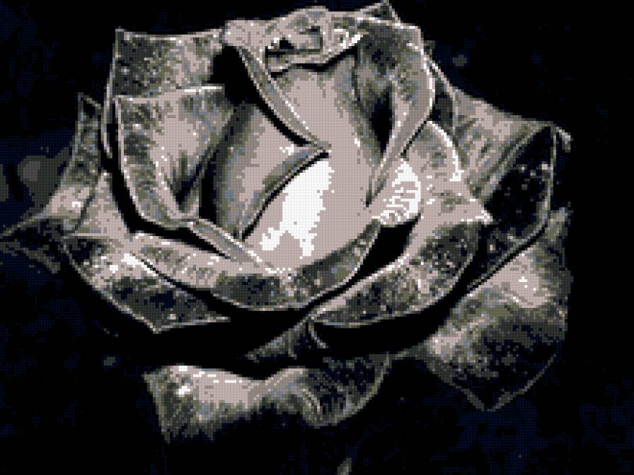 черная роза - предпросмотр