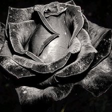 Оригинал схемы вышивки «черная роза» (№320137)