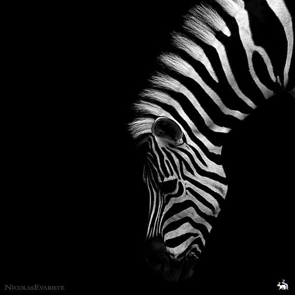 Зебра - животные, зебра - оригинал
