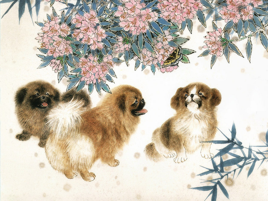 пекинес - собака - оригинал