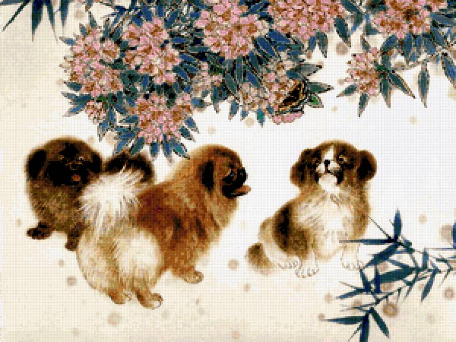 пекинес - собака - предпросмотр