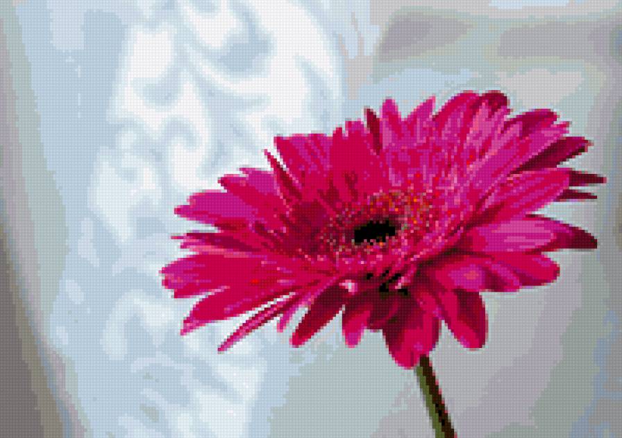 геобера - гкрберы, цветы - предпросмотр