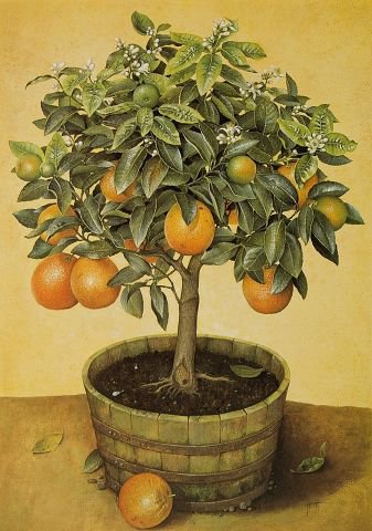 фруктовое дерево - дерево - оригинал