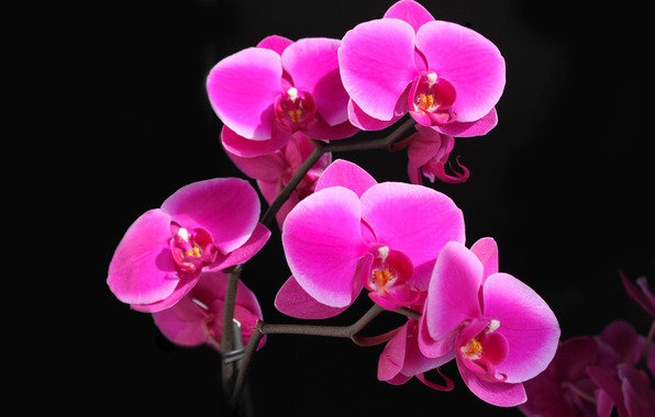 орхидеи - оригинал