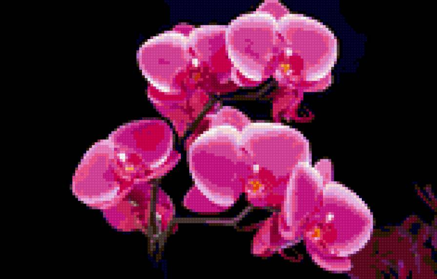орхидеи - предпросмотр
