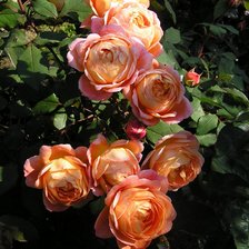 Оригинал схемы вышивки «розы» (№321768)