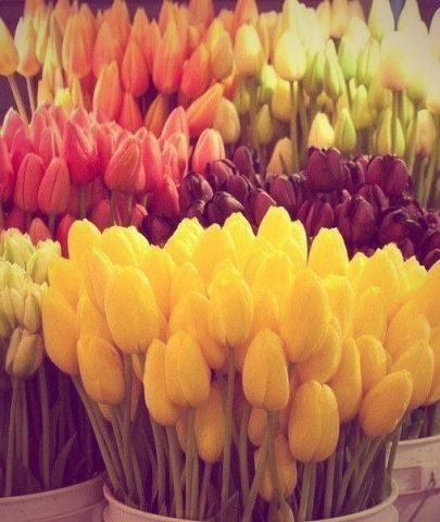 Тюльпаны - тюльпаны, весна - оригинал